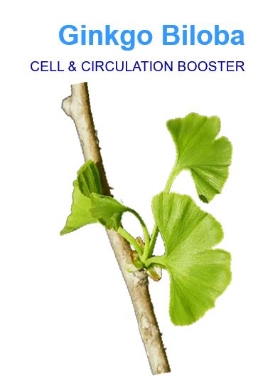 ginkobiloba Ginkgo biloba, commonly known as ginkgo or gingko, also known as the ginkgo tree, Maidenhair tree