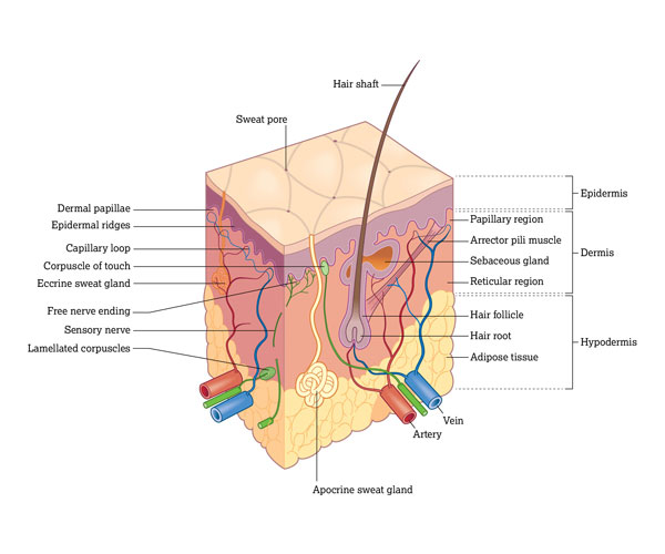 آناتومی و ساختار مو