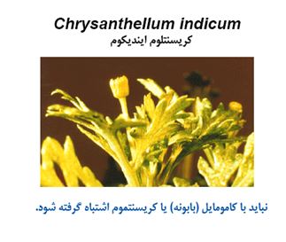 chrysantelum