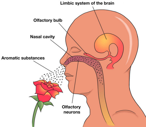 limbic olfactory