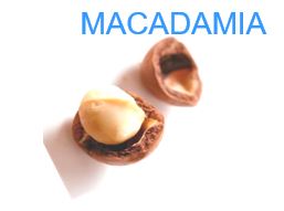 macademia seed