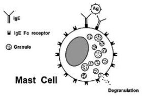 mast cell