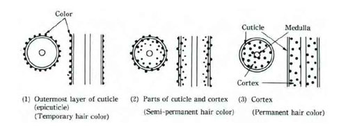mechanism of hair colors