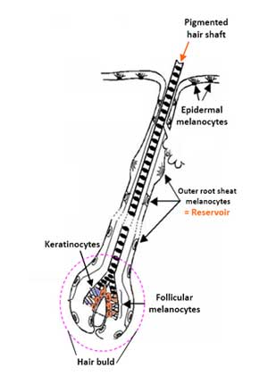 follicular melanocytes