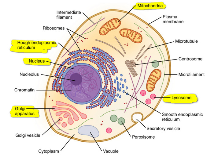 organelles are responsible for providing all the needs of the cell