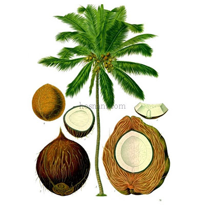 plant Cocos nucifera og
