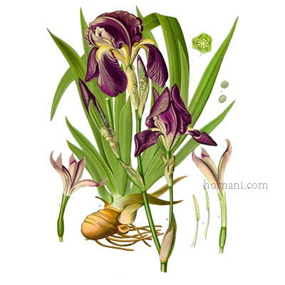 plant Iris germanica og