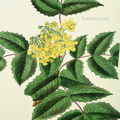 plant Mahonia aquifolium og