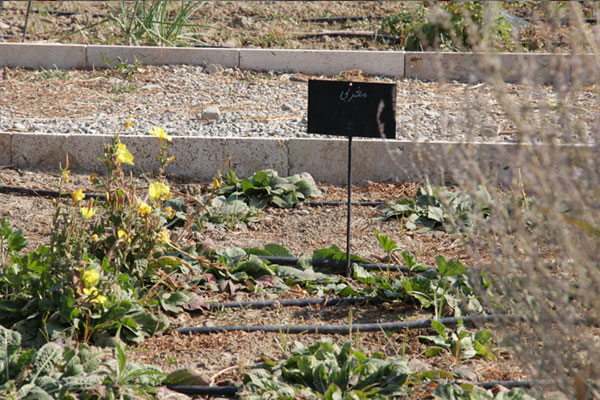 plant-oenothera-biennis