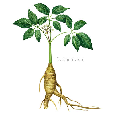 plant-panax-ginseng