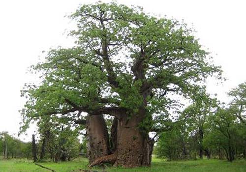 گیاه بائوباب Baobab