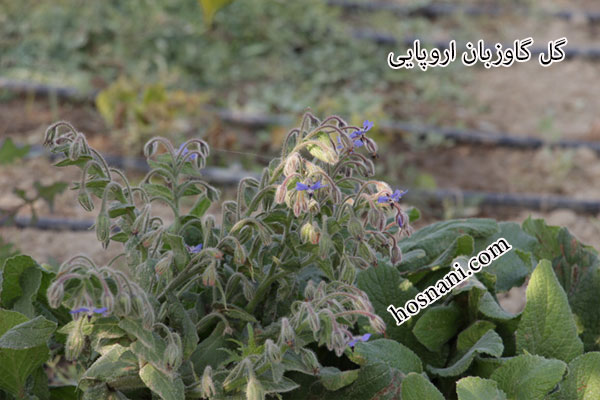 plant borago officinalis og