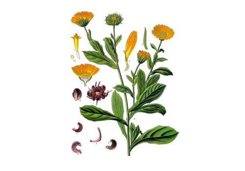 plant calendula officinalis og
