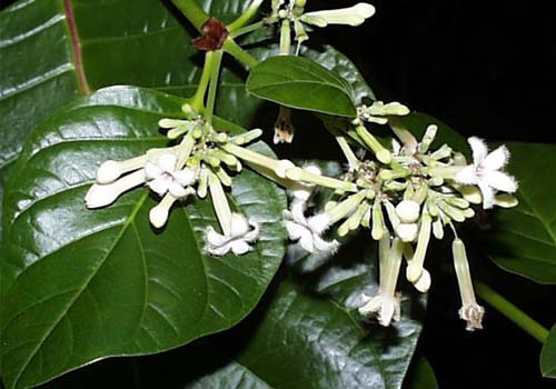 plant cinchona officinalis og