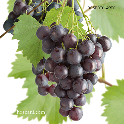 plant vitis vinifera og