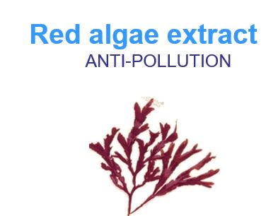 red algae