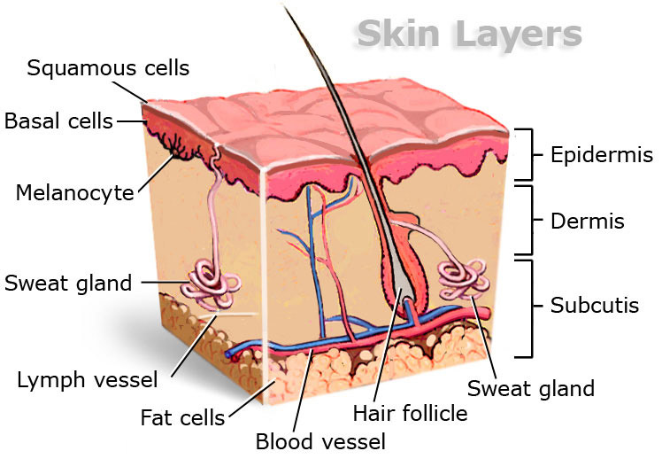 skin layers subcutis