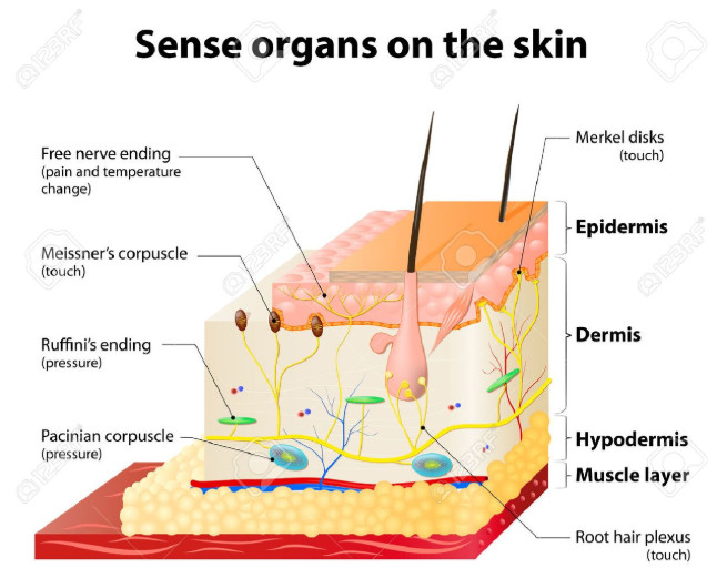 skin sense organs