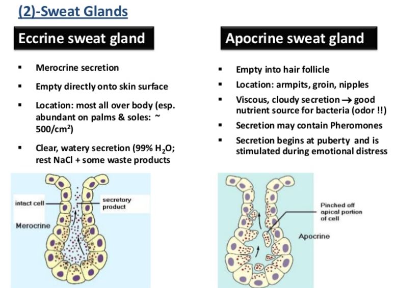 sweat glands eccrine vs apocrine