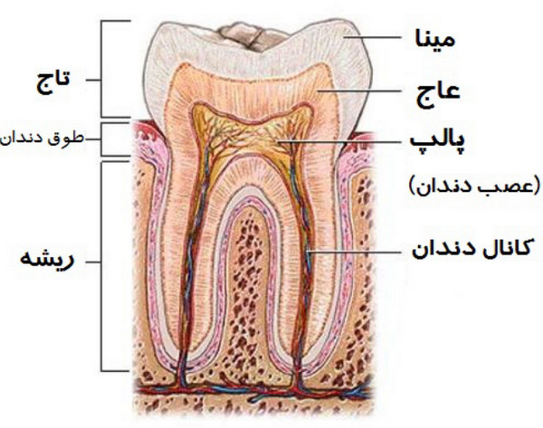 آناتومی و ساختار دندان