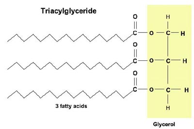 trigelyceride